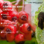 Hawthorn Berry Extract capsules - Image 3