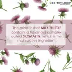 Milk Thistle Capsules - Image 3