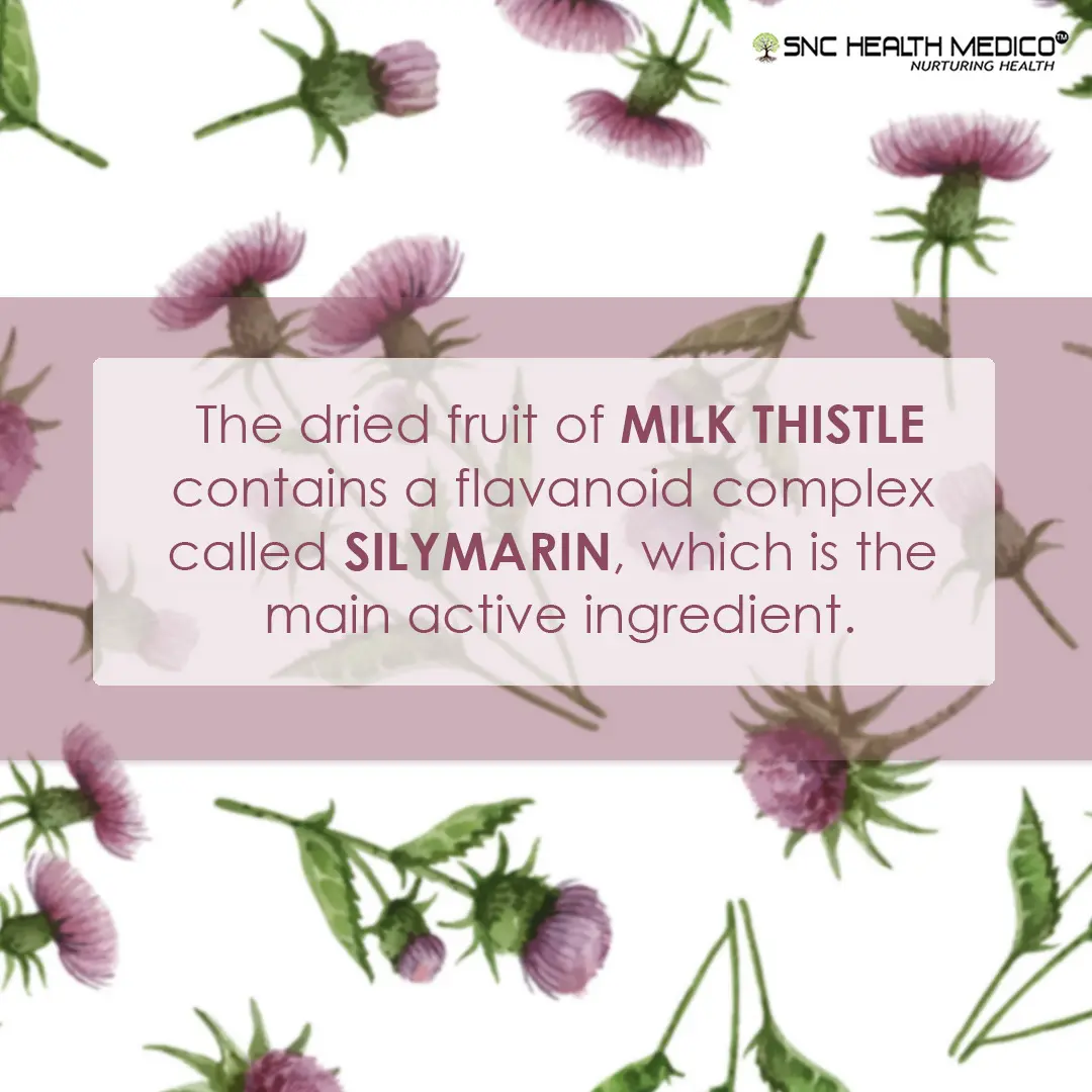 MILK THISTLE 1 Milk Thistle Capsules - Image 3