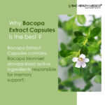 Bacopa Extract Capsules - Image 2