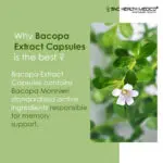 Bacopa Extract Capsules - Image 2