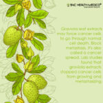 GRAVIOLA Extract CAPSULES - Image 3