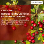 Hawthorn Berry Extract capsules - Image 2