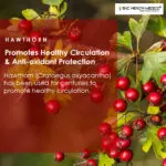 Hawthorn Berry Extract capsules - Image 2