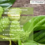 Noni Extract Capsules - Image 4