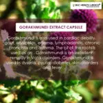 Gorakhmundi Extract Capsules - Image 3
