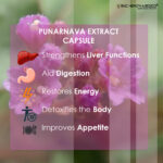 Punarnava Extract Capsules - Image 3